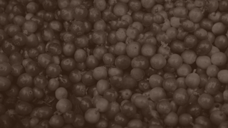 A flat layer of coffee cherries.