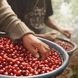 A hand reaching into a bowl full of wet, red coffee cherries.