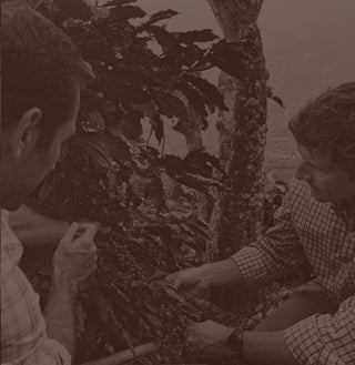 Fourth-generation Community Coffee owner Matt Saurage and another man examine a coffee plant.