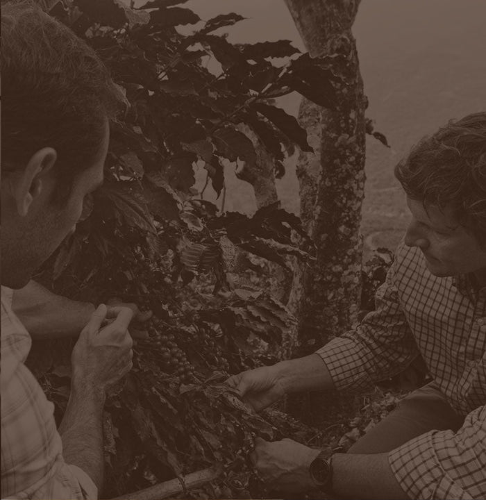 Fourth-generation Community Coffee owner Matt Saurage and another man examine a coffee plant.