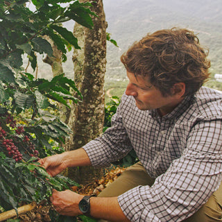 Fourth-generation Community Coffee owner Matt Saurage examines a coffee plant.