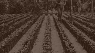 A person walks between rows of short, sprouting coffee plants.