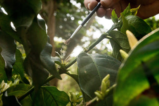 A brush hovers above a newly sprouting coffee plant among leaves and trees.