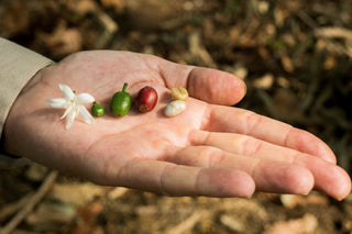 An open hand holds a coffee flower, coffee cherries, and green coffee beans.